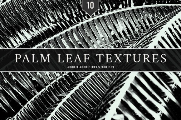 Palm Leaf Textures for Creative Projects